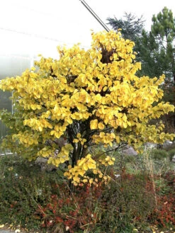 Cercis Siliquastrum, Judasbaum -Garten Gefuehl judasbaum 1280x1280