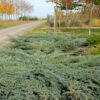 Juniperus Squamata 'Blue Carpet', Blauer Kriech-Wacholder