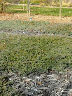 Juniperus Horizontalis 'Blue Chip', Teppichwacholder