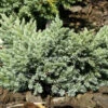 Juniperus Squamata 'Blue Star', Blauer Zwerg-Wacholder