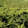 Juniperus Media 'Old Gold', Gelber Pracht-Wacholder