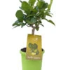 Limettenbaum 'Kaffir-Limette' - Lime Time®