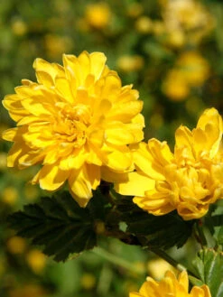 Kerria Japonica 'Pleniflora', Gefüllter Ranunkelstrauch