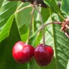 Süßkirsche Büttners Rote Knorpelkirsche