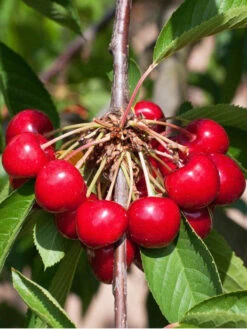 Duo-Kirschbaum - Sunburst Und Burlat -Garten Gefuehl kirsche burlat55599f7fea783 1280x1280