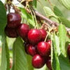 Süßkirsche Hedelfinger Riesenkirsche
