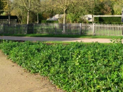 Prunus Laurocerasus 'Mount Vernon', Bodendecker-Kirschlorbeer -Garten Gefuehl kirschlorbeer mount vernon 1280x1280