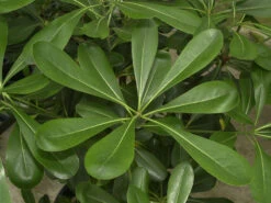 Pittosporum Tobira, Chinesische Klebsame -Garten Gefuehl klebsame laub 1280x1280