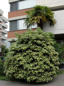 Pittosporum Tobira, Chinesische Klebsame