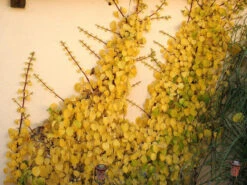 Hydrangea Petiolaris, Kletterhortensie -Garten Gefuehl kletterhortensie 1280x1280