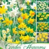 Kollektion Botanische Narzissen Zum Verwildern (Art.Nr. 598216)