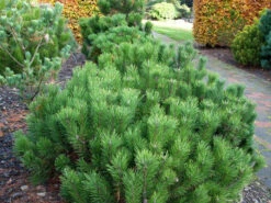 Pinus Mugo Pumilio, Zwerg-Latsche -Garten Gefuehl kriechkiefer 1280x1280