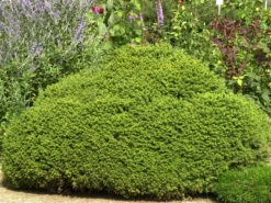 Picea Abies 'Little Gem', Kugel-Fichte, Kissen-Fichte -Garten Gefuehl kugel fichte little gem 1280x1280