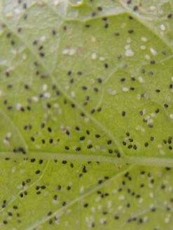 Schlupfwespe (Art.Nr. KB3056) 5 Schlupfwespe (Art.Nr. KB3056) -Garten Gefuehl larven parasitiert 80549 1 1280x1280