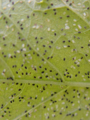 Schlupfwespe (Art.Nr. KB3056) 2 Schlupfwespe (Art.Nr. KB3056) – Bild 2