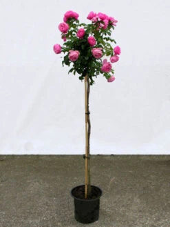 Rosen-Stämmchen Leonardo Da Vinci ® - Meilland -Garten Gefuehl leonardo da vinci stamm 1280x1280