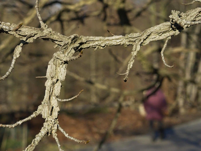 Liquidambar Styraciflua, Amberbaum 4 Liquidambar Styraciflua, Amberbaum – Bild 4