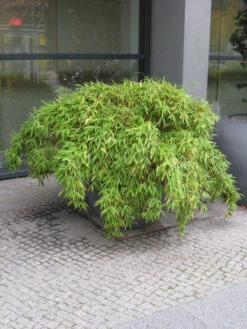 Fargesia Murielae 'Simba', Löwenbambus, Mähnenbambus -Garten Gefuehl loewenbambus 1280x1280