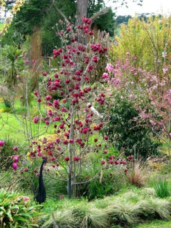 Magnolia 'Genie', Magnolien-Hybride -Garten Gefuehl magnolia genie pflanze 1280x1280