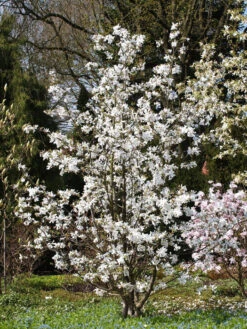 Magnolia Loebneri 'Merrill', Sternmagnolie -Garten Gefuehl magnolie merrill strauch 1280x1280