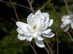 Magnolia Loebneri 'Wildcat', Magnolie -Garten Gefuehl magnolie wildcat 1280x1280