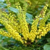 Mahonia Media 'Winter Sun', Mahonie