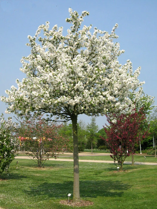 Malus Evereste, Zierapfel - Hochstamm 1 Malus Evereste, Zierapfel - Hochstamm