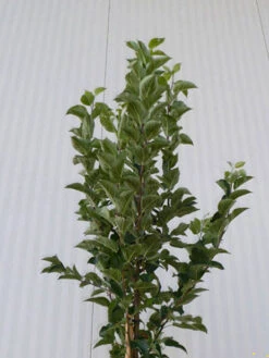 Malus Evereste, Zierapfel - Hochstamm 11 Malus Evereste, Zierapfel - Hochstamm -Garten Gefuehl malus evereste krone55599d089afb8 1280x1280