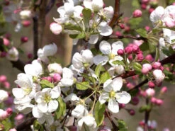 Malus Evereste, Zierapfel - Hochstamm 8 Malus Evereste, Zierapfel - Hochstamm -Garten Gefuehl malus evereste55599d0815025 1280x1280