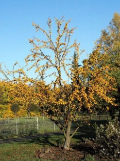 Malus 'Golden Hornet', Gelber Zierapfel -Garten Gefuehl malus golden hornet 1280x1280