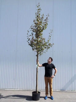 Malus Sargentii 'Rudolph', Zierapfel - Hochstamm -Garten Gefuehl malus rudolph hochstamm 1280x1280