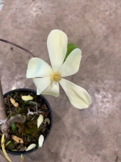 Magnolia 'Maxine Merrill' -Garten Gefuehl maxine merrill2 1280x1280