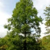 Metasequoia Glyptostroboides, Urweltmammutbaum