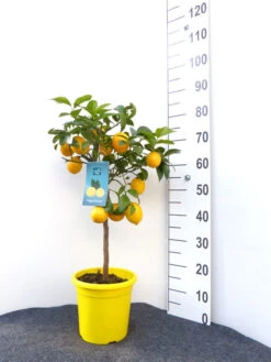 Zitronenbaum 'Meyerzitrone' - Lemon Time® -Garten Gefuehl meyer zitrone gross 1 1280x1280