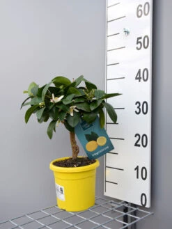 Zitronenbaum 'Meyerzitrone' - Lemon Time® -Garten Gefuehl meyer zitrone klein 1 1280x1280