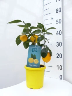 Zitronenbaum 'Meyerzitrone' - Lemon Time® -Garten Gefuehl meyer zitrone mittel 1 1280x1280