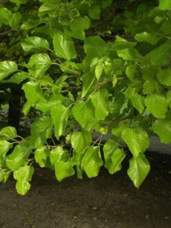 Morus Alba, Weiße Maulbeere -Garten Gefuehl morus alba blatt 1280x1280