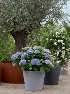 Pflanzkübel Napoli -Garten Gefuehl napoli stimmung 1280x1280