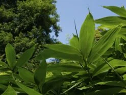 Sasa Palmata 'Nebulosa', Niedriger Großblattbambus -Garten Gefuehl niedriger grossblattbambus 1280x1280