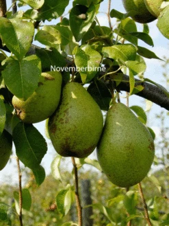 Familien-Birnbaum - Williams+Conference+Gute Luise+Nojabrskaja -Garten Gefuehl novemberbirne frucht jpg 1280x1280