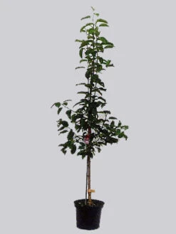 Pfirsich Red Heaven -Garten Gefuehl obstbaum apfel j22 1280x1280