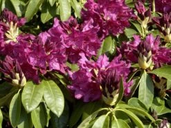 Rhododendron 'Old Port' -Garten Gefuehl old port rhododendron 1280x1280