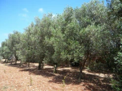 Olea Europaea, Olive -Garten Gefuehl olivenbaum5c1ca8678ae90 1280x1280