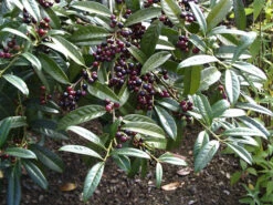 Prunus Laurocerasus 'Otto Luyken', Kirschlorbeer -Garten Gefuehl otto luyken beeren 1280x1280