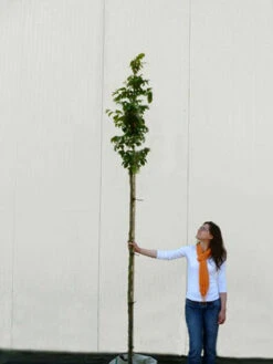 Parrotia Persica, Persischer Eisenholzbaum - Hochstamm -Garten Gefuehl parrotia persica hochstamm 1280x1280