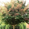 Parrotia Persica, Persischer Eisenholzbaum - Hochstamm