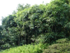 Pseudosasa Japonica, Pfeil-Bambus -Garten Gefuehl pfeilbambus55599d9ea7d6f 1280x1280