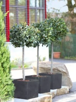 Pflanzkübel Capri -Garten Gefuehl pflanzkuebel capri bepflanz 1280x1280