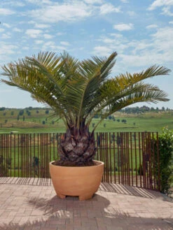 Pflanzkübel Megalos - XXL-Produkt -Garten Gefuehl pflanzkuebel megalos 1280x1280