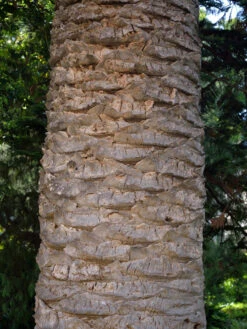 Kanarische Dattelpalme, Phoenix Canariensis -Garten Gefuehl phoenix palme stamm 1280x1280